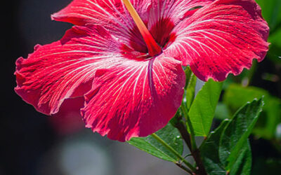 Hibiscus