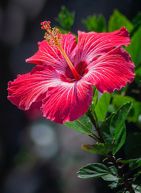 Hibiscus