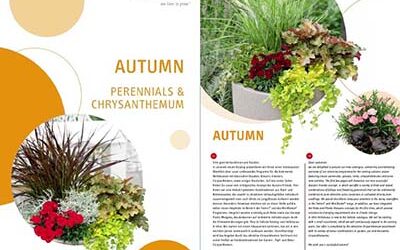 Catalog nou SELECTA cu crizanteme si plante perene 2021/2022