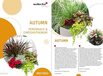 Catalog nou SELECTA cu crizanteme si plante perene 2021/2022
