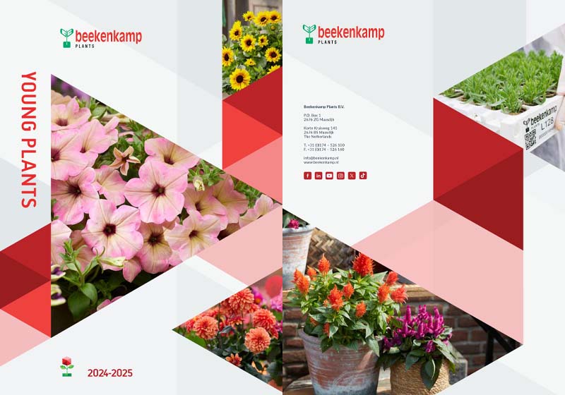 beekenkamp butasi young plants 2024 2025