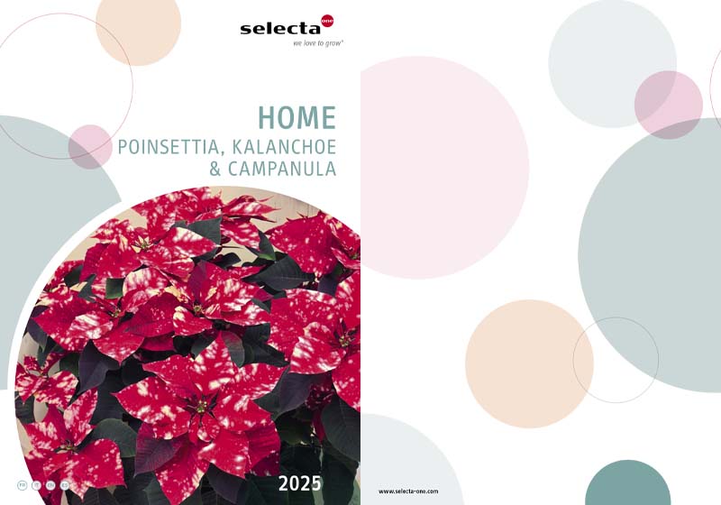 rasaduri de flori 2025 selecta moldova poinsettia kalanchoe campanula 2025