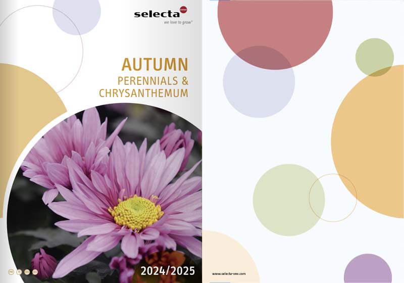 rasaduri de flori perene crizanteme 2025 selecta romania catalog 2025