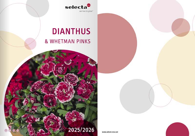 catalog rasaduri flori selecta dianthus garofite 2025 2026